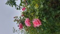 Foto15