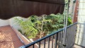 Foto6