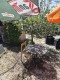 Foto8