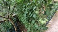 Foto52
